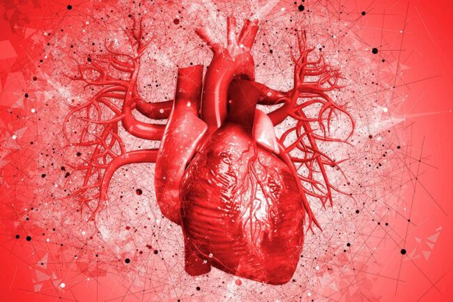 قلب انسان یکی از اندام‌های حیاتی در بدن است. همچنین وظیفه مهمی هم دارد و آن رساندن خون اکسیژن‌دار به سایر نقاط و اندام‌های دیگر بدن است.